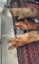 猪蹄烧毛视频