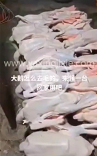 大鹅脱毛视频